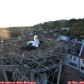 20_30-nest.jpg