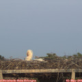 20_35-mast.jpg