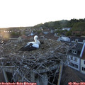 20_35-nest.jpg