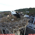 06_05-nest.jpg