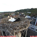 06_10-nest.jpg