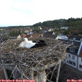06_15-nest.jpg