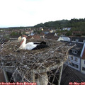 06_20-nest.jpg