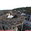 06_25-nest.jpg
