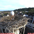 06_50-nest.jpg