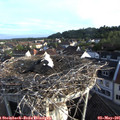 06_55-nest.jpg