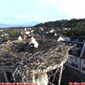 07_00-nest.jpg