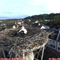 07_05-nest.jpg
