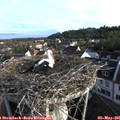 07_10-nest.jpg