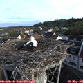 07_15-nest.jpg