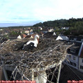 07_20-nest.jpg
