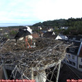 07_25-nest.jpg
