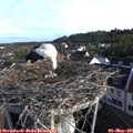 07_30-nest.jpg