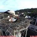 07_35-nest.jpg