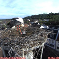 07_40-nest.jpg