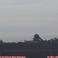 07_50-mast.jpg