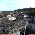 07_50-nest.jpg