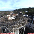 08_05-nest.jpg