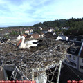 08_10-nest.jpg