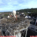 08_20-nest.jpg