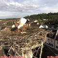 08_40-nest.jpg