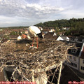 08_45-nest.jpg