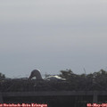 08_55-mast.jpg