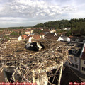 08_55-nest.jpg