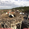 09_10-nest.jpg