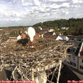 09_30-nest.jpg
