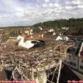 09_40-nest.jpg