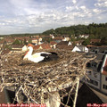 09_45-nest.jpg