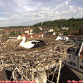 09_50-nest.jpg