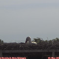 09_55-mast.jpg