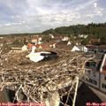 09_55-nest.jpg