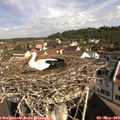 10_00-nest.jpg