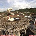 10_05-nest.jpg