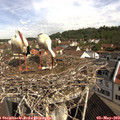 10_10-nest.jpg