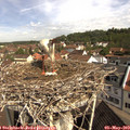 10_15-nest.jpg