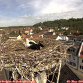 10_20-nest.jpg