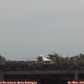 10_25-mast.jpg