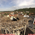 10_25-nest.jpg