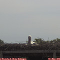 10_30-mast.jpg