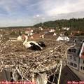 10_30-nest.jpg