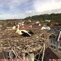10_35-nest.jpg