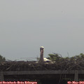 10_40-mast.jpg