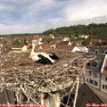 10_40-nest.jpg