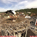 10_50-nest.jpg