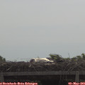 11_00-mast.jpg