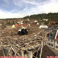 11_00-nest.jpg